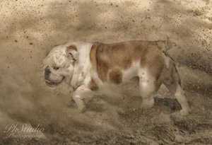 Communication animale